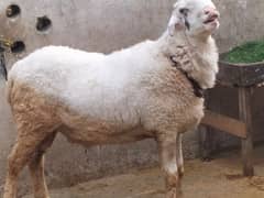 Male sheep jorri  2 dant havi Waight pure white