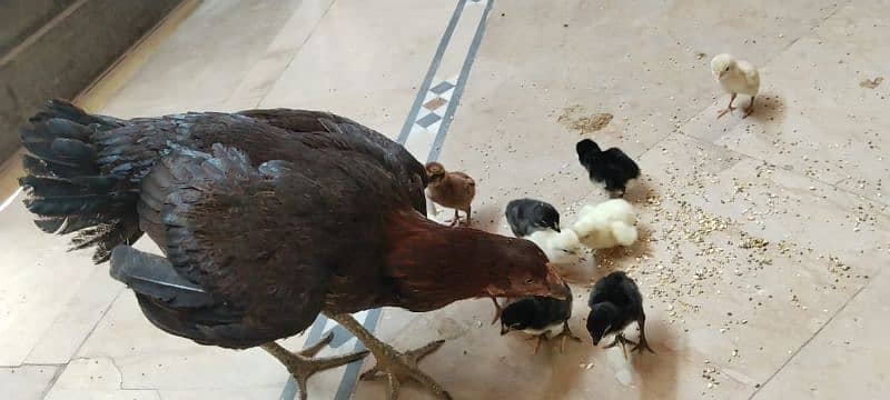 1 Aseel murge 12 chick 1