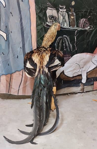 indion parrot beak long tail 3