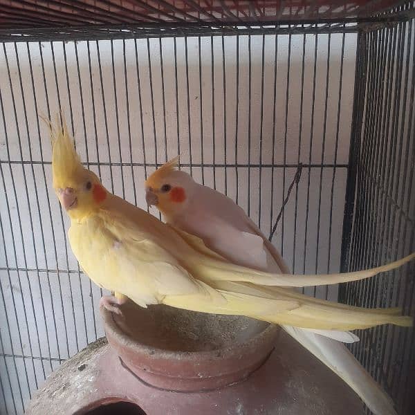 cockatiel breeder pairs with eggs n chick 0
