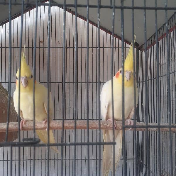 cockatiel breeder pairs with eggs n chick 1