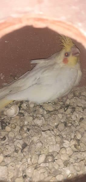 cockatiel breeder pairs with eggs n chick 3