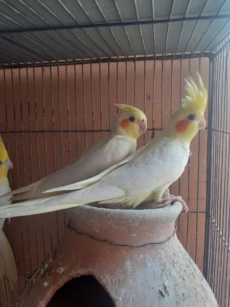 cockatiel breeder pairs with eggs n chick 9