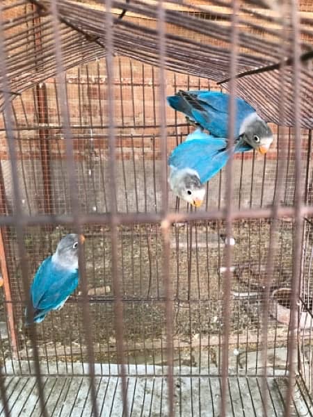Blue fisheri // ino and 1 breeder pair pastelino contact 03077965568 5