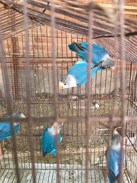 Blue fisheri // ino and 1 breeder pair pastelino contact 03077965568 6