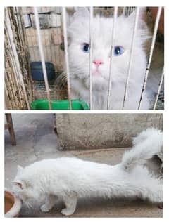 Persian Cat Male available 0308-5000940