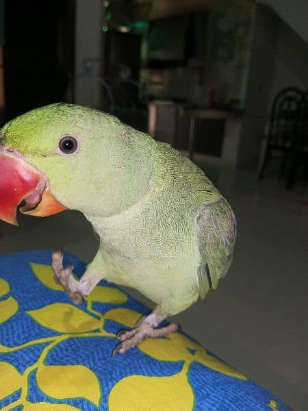kashmiri raw parrots 1