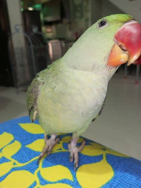 kashmiri raw parrots 2