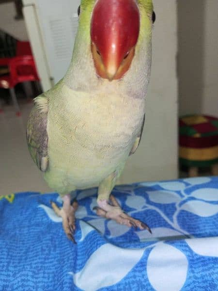 kashmiri raw parrots 3