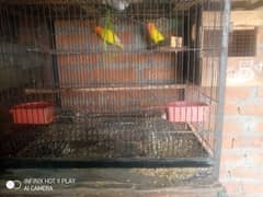 Latino pasnata love bird pair for sale with cage and box 0