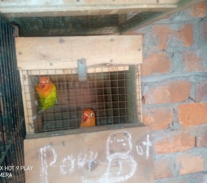 Latino pasnata love bird pair for sale with cage and box 1