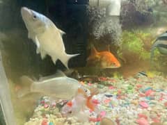 fish tank with fish 0