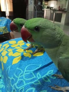 kashmiri raw parrots 0