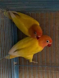 Love Birds Lotino Pasnata Red Eyes Split Breeded Pair