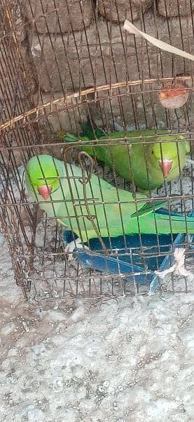 green part Breeder pair for sale 13000 WhatsApp03125607249 0