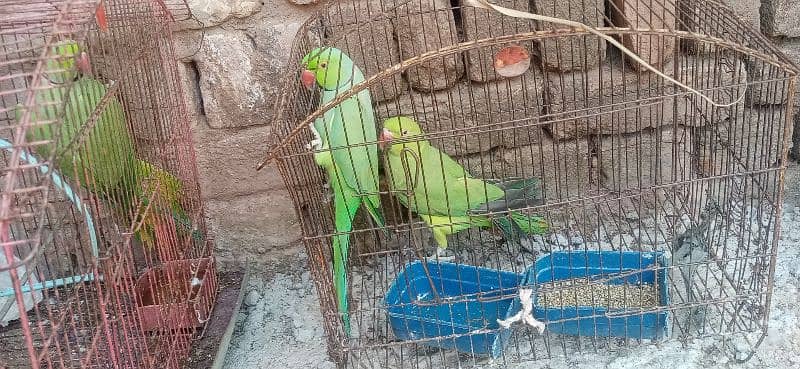 green part Breeder pair for sale 13000 WhatsApp03125607249 1