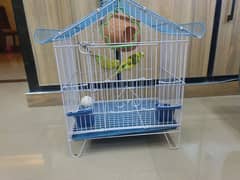 Australian Parrots with Cage