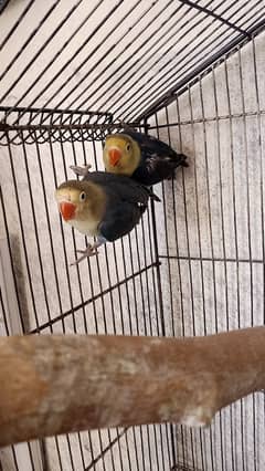 Lovebirds albino decino creamino Blue2 reasonable price