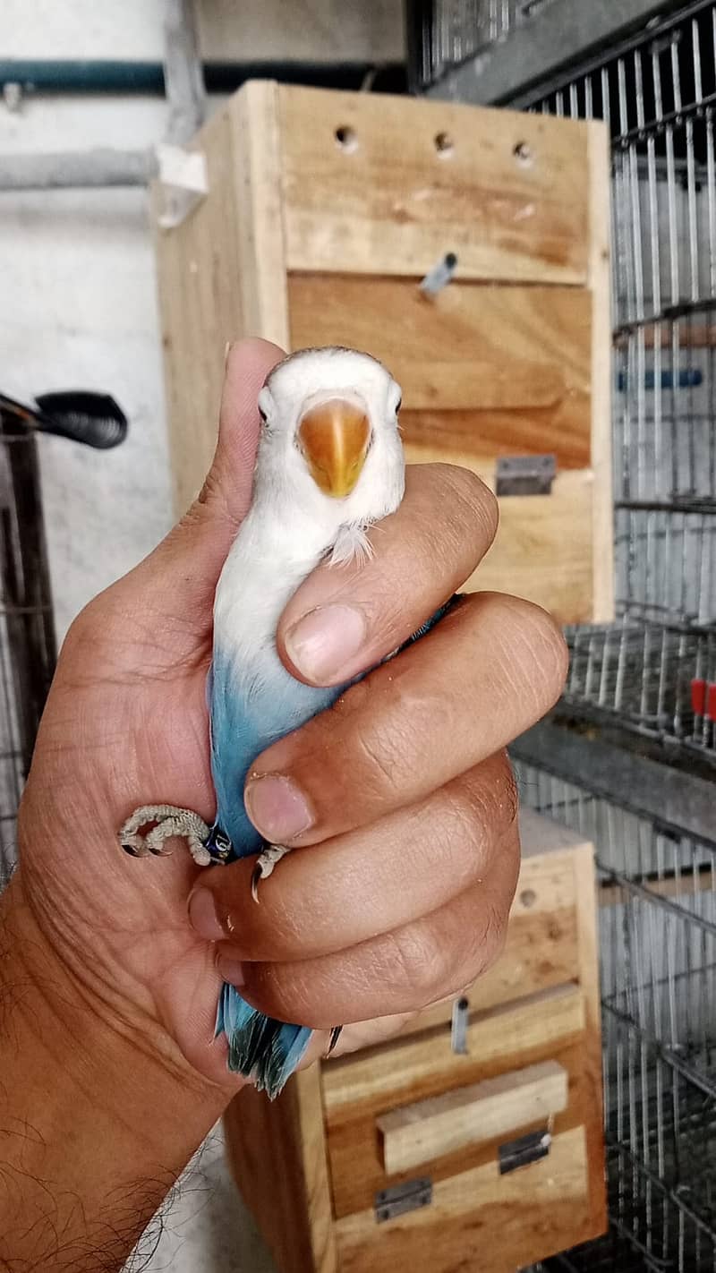 Lovebirds albino decino creamino Blue2 reasonable price 2