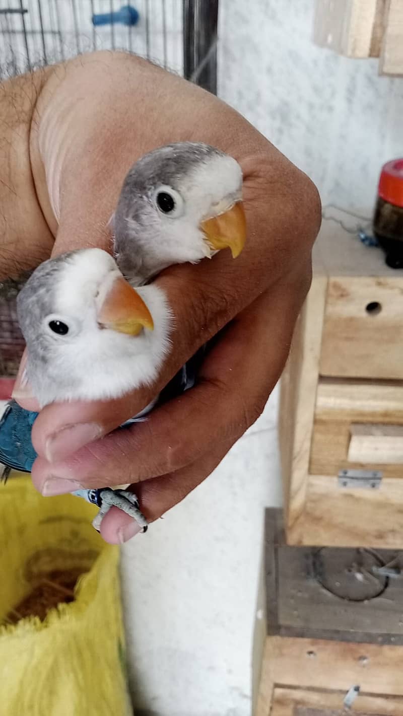 Lovebirds albino decino creamino Blue2 reasonable price 3