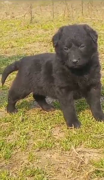 Black German Shepherd Puppy 0