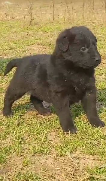 Black German Shepherd Puppy 1