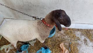 Sheep (Dumba) for sale 0