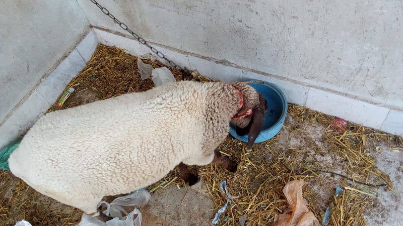 Sheep (Dumba) for sale 1