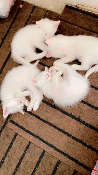 3 female Persian cats age 1 month available 3
