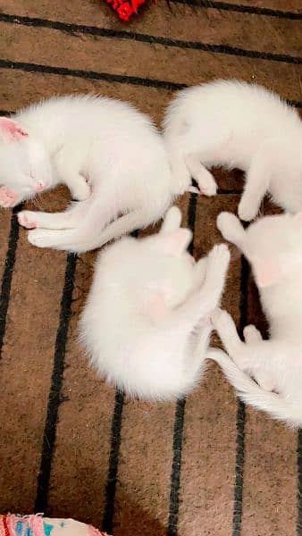 3 female Persian cats age 1 month available 4