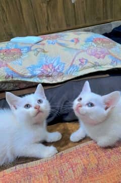 White Kittens ( Persians )