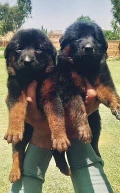 German Shepherd black puppies for sale
