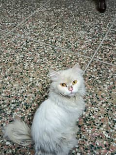 persian female cat for sale(03277990441)