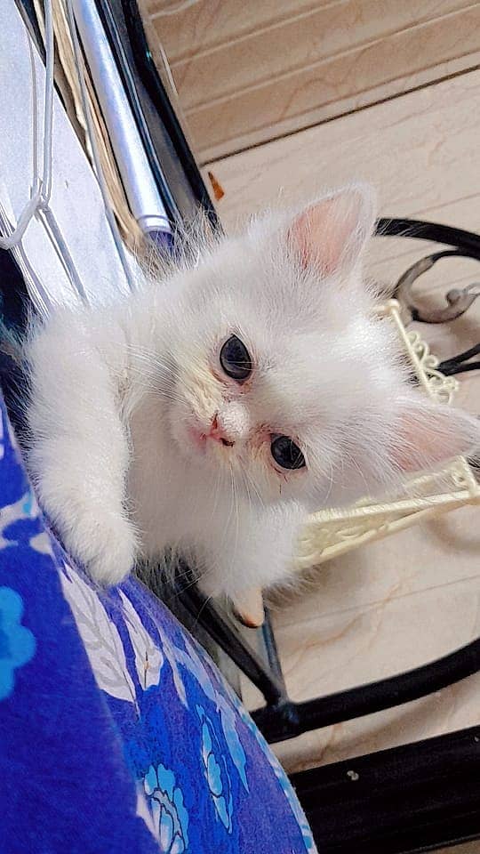 White Persian Kitten 1