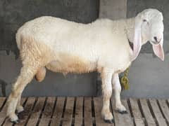 Masha Allah Lela , Sheep, Paido, Bakra, Goat 0