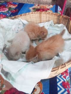 3 cat baby for sale Age 27 days