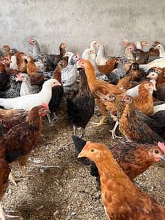 Golden misri hens fresh patia available 600gm 0