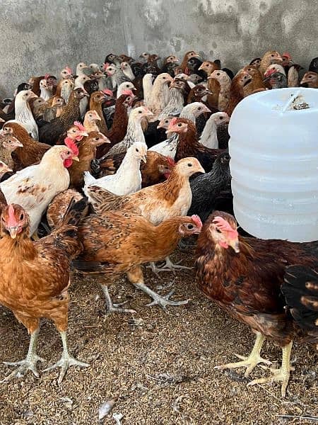 Golden misri hens fresh patia available 600gm 1