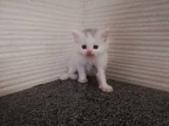 Pure persian kitten available contact on 03251763138