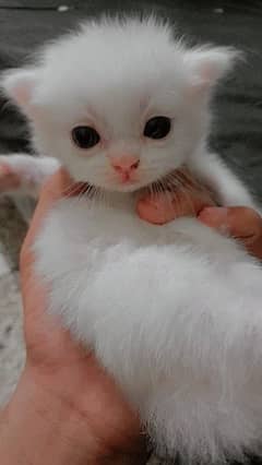 Triple coated persian kittens