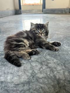 Tabby kitten looking for new home