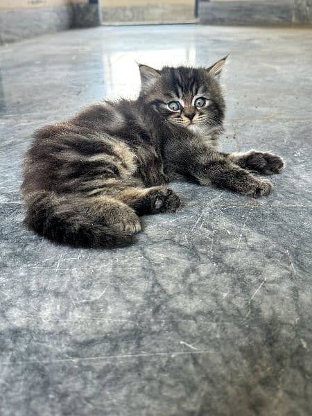 Tabby kitten looking for new home 2