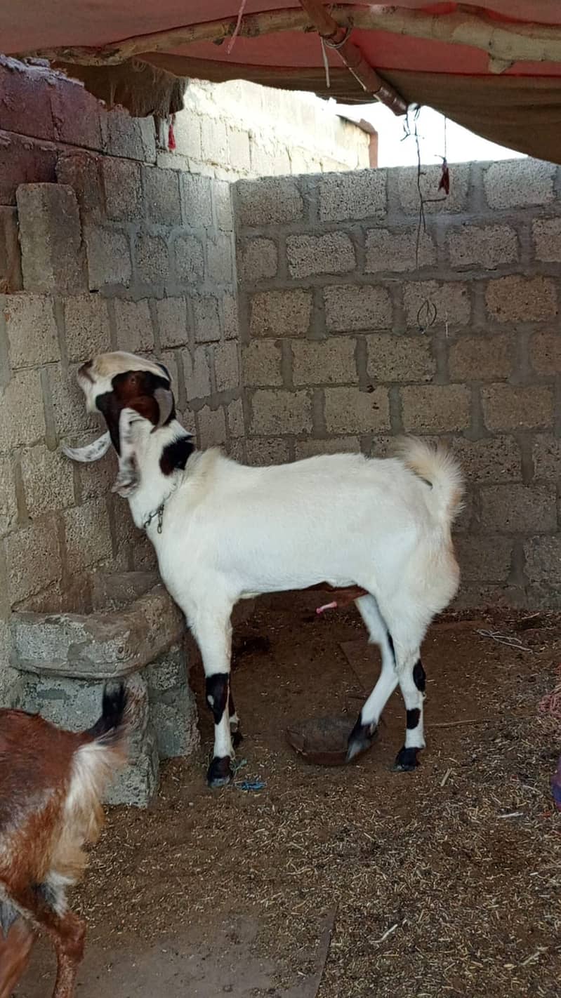 goats for sale urgent 3