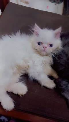 Persian fluffy kittens available