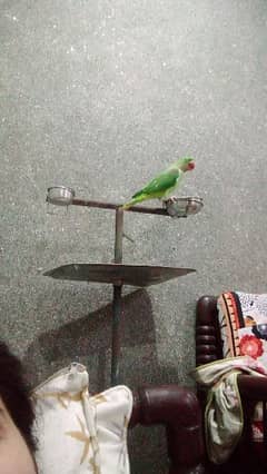 Parrot stand for sale