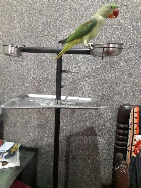 Parrot stand for sale 1