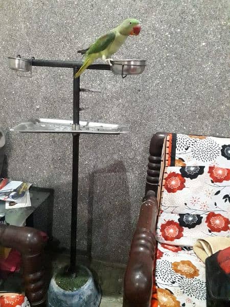 Parrot stand for sale 2