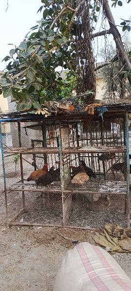 Cages for Hens Pegons Dogs Parrots 0