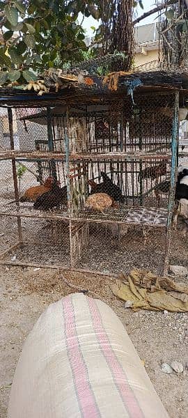 Cages for Hens Pegons Dogs Parrots 1