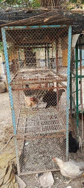 Cages for Hens Pegons Dogs Parrots 2